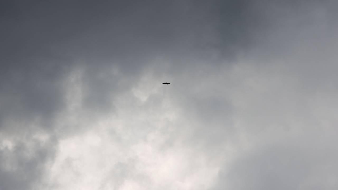 Ein Raubvogel fliegt am Himmel vor dunklen Wolken.