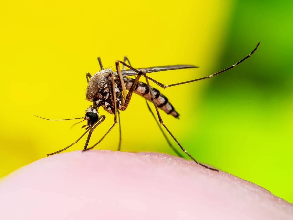 Das West-Nil-Fieber wird vor allem durch heimische Stechmücken (Culex) übertragen. (Bild: iStock/nechaev-kon)