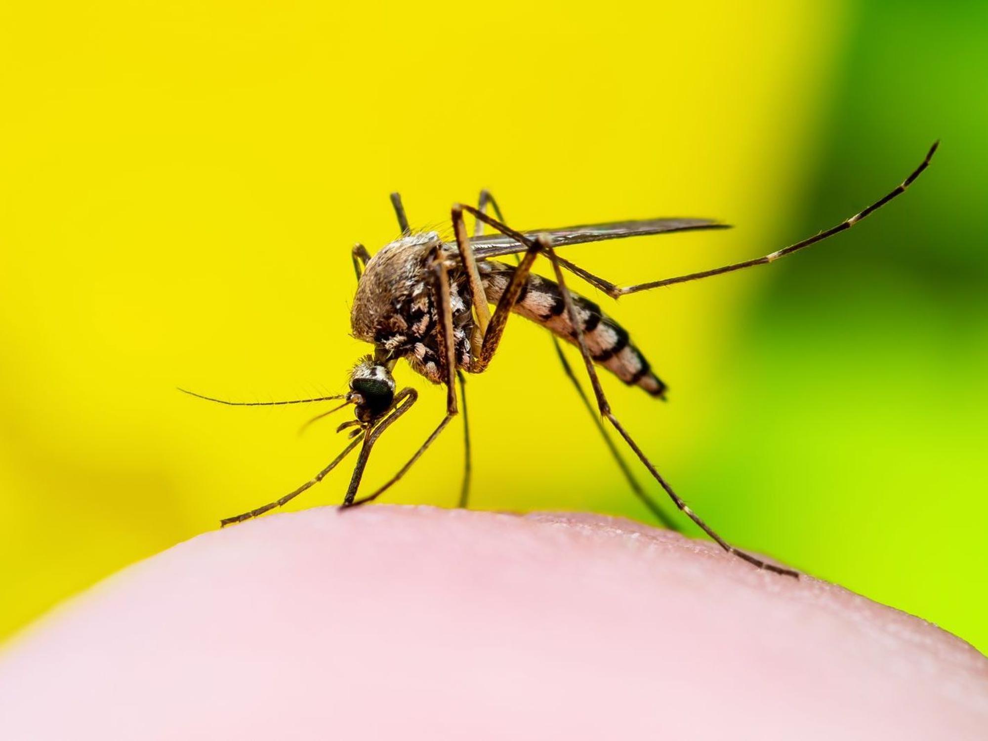 Das West-Nil-Fieber wird vor allem durch heimische Stechmücken (Culex) übertragen. (Bild: iStock/nechaev-kon)