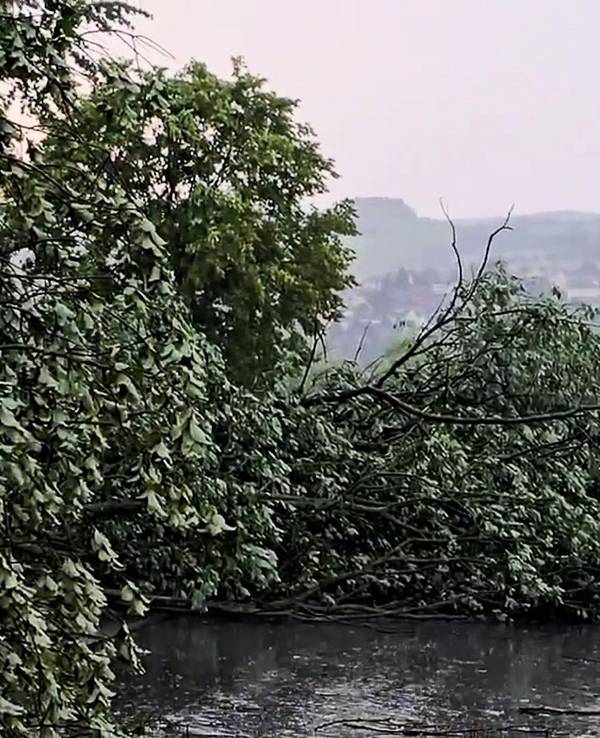 Umgestürzte Bäume liegen nach einem Unwetter auf einer Straße im Erzgebirgskreis.
