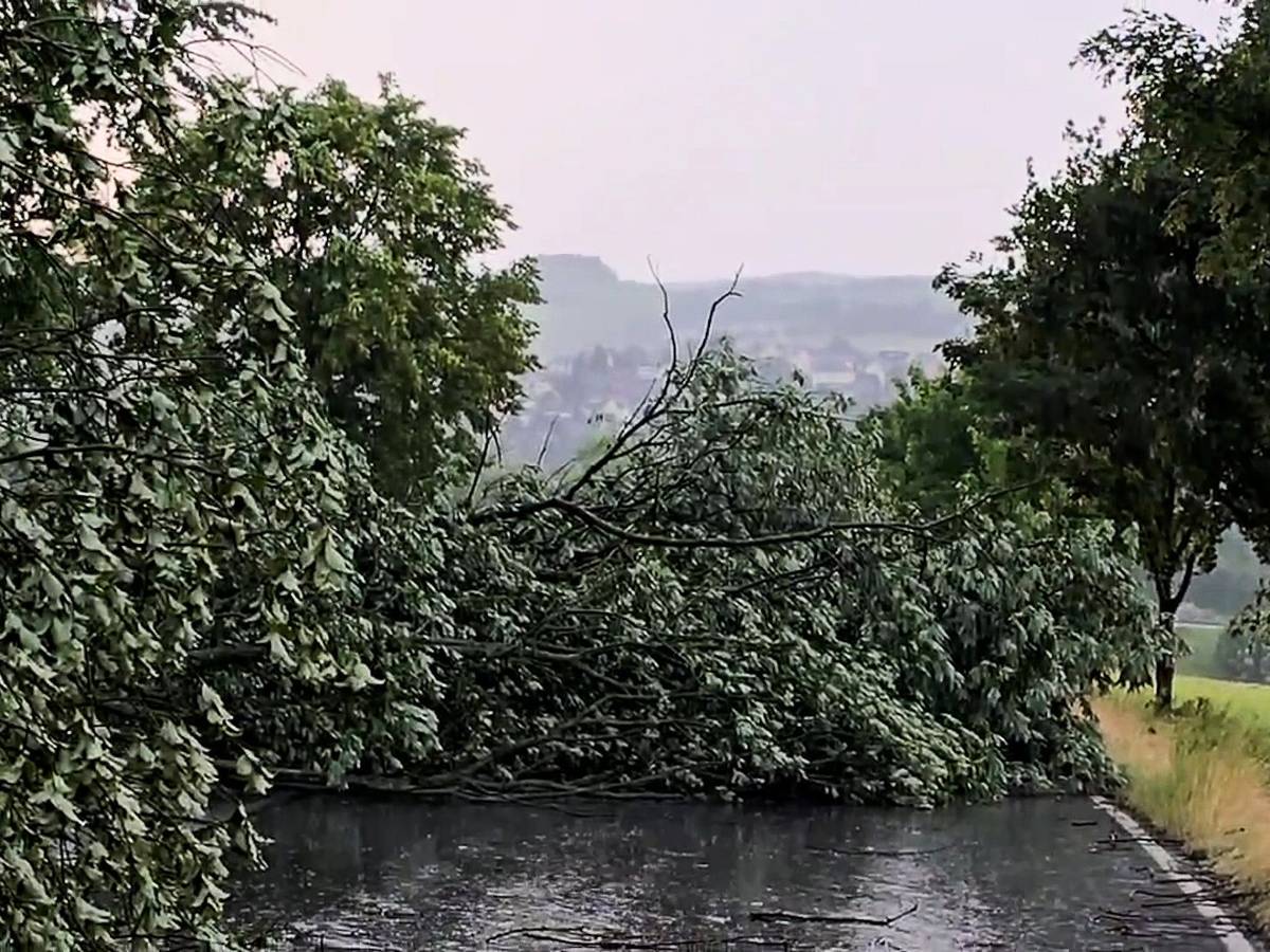 Umgestürzte Bäume liegen nach einem Unwetter auf einer Straße im Erzgebirgskreis.