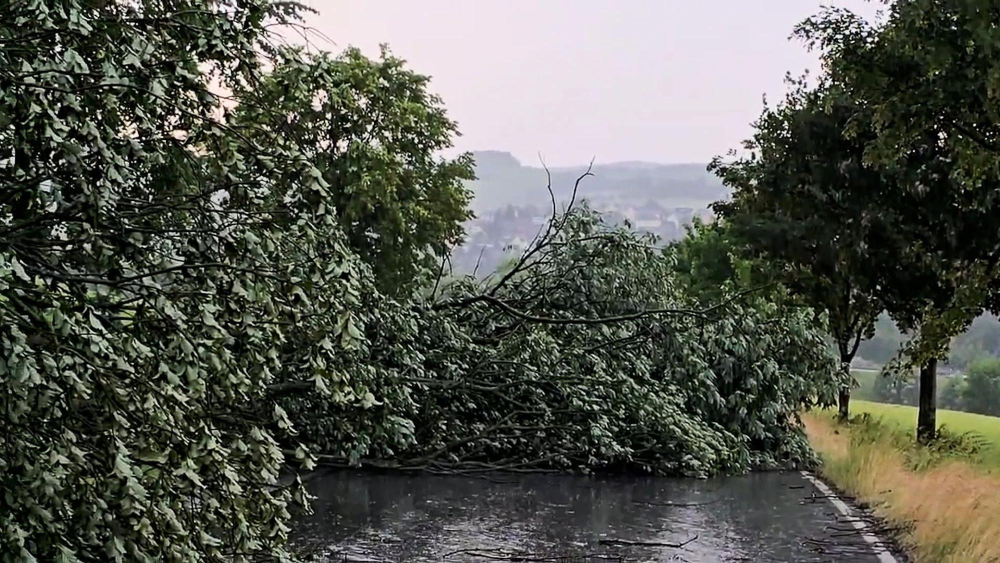 Umgestürzte Bäume liegen nach einem Unwetter auf einer Straße im Erzgebirgskreis.