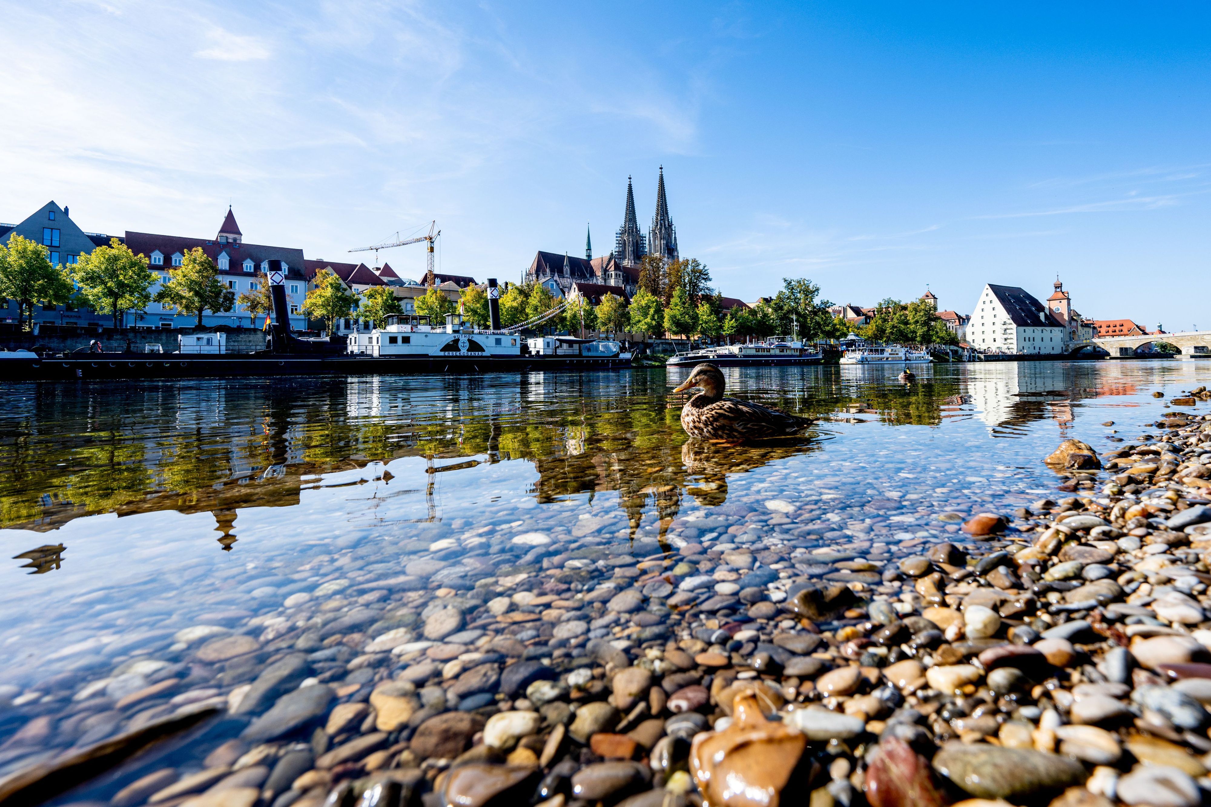 ARCHIV - 26.09.2023, Bayern, Regensburg: Eine Ente schwimmt auf der Donau in der Altstadt. (zu dpa: «Keine Blaualgen in Donau nach neuen Tests festgestellt») Foto: Armin Weigel/dpa +++ dpa-Bildfunk +++