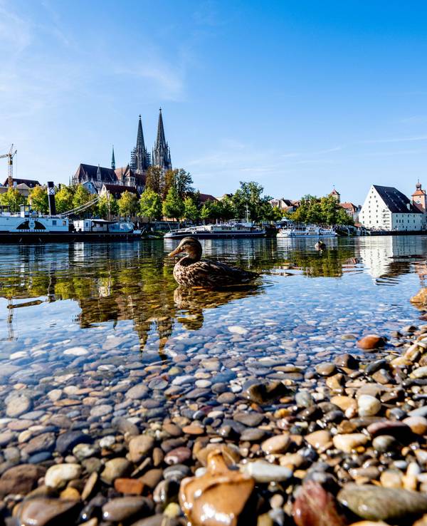 ARCHIV - 26.09.2023, Bayern, Regensburg: Eine Ente schwimmt auf der Donau in der Altstadt. (zu dpa: «Keine Blaualgen in Donau nach neuen Tests festgestellt») Foto: Armin Weigel/dpa +++ dpa-Bildfunk +++