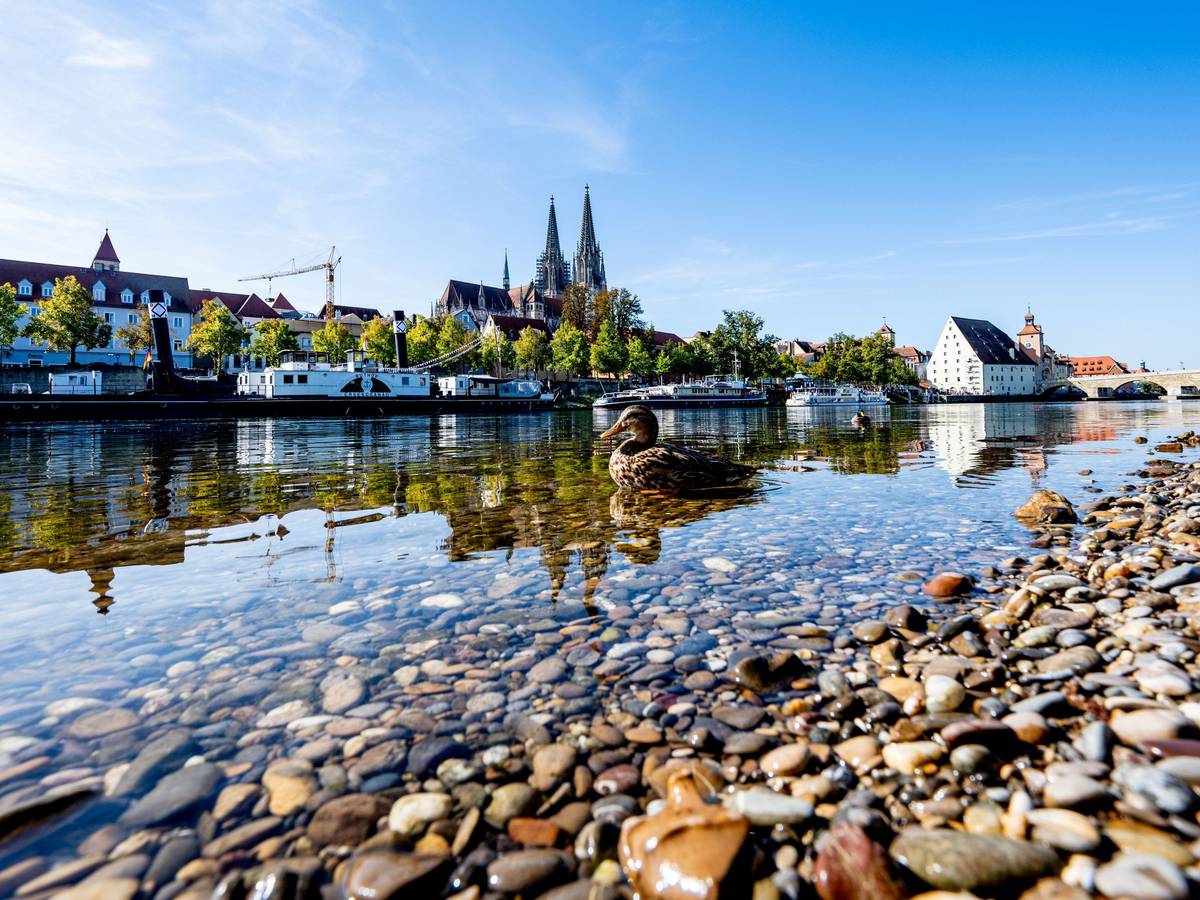 ARCHIV - 26.09.2023, Bayern, Regensburg: Eine Ente schwimmt auf der Donau in der Altstadt. (zu dpa: «Keine Blaualgen in Donau nach neuen Tests festgestellt») Foto: Armin Weigel/dpa +++ dpa-Bildfunk +++