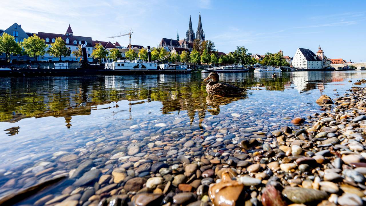 ARCHIV - 26.09.2023, Bayern, Regensburg: Eine Ente schwimmt auf der Donau in der Altstadt. (zu dpa: «Keine Blaualgen in Donau nach neuen Tests festgestellt») Foto: Armin Weigel/dpa +++ dpa-Bildfunk +++
