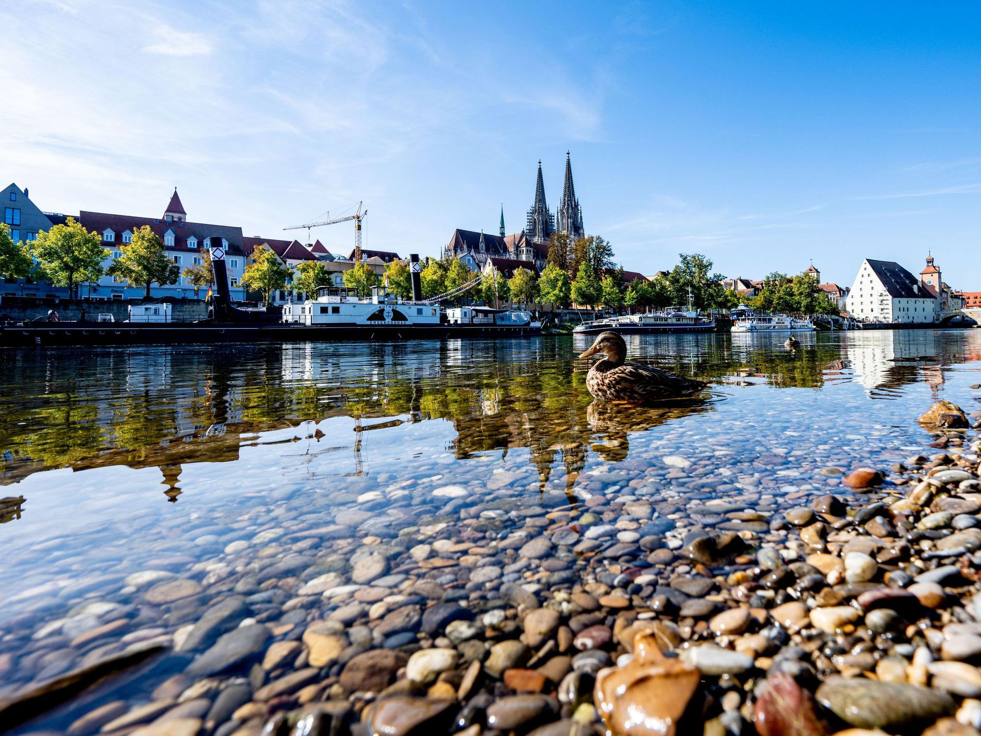 ARCHIV - 26.09.2023, Bayern, Regensburg: Eine Ente schwimmt auf der Donau in der Altstadt. (zu dpa: «Keine Blaualgen in Donau nach neuen Tests festgestellt») Foto: Armin Weigel/dpa +++ dpa-Bildfunk +++