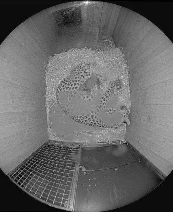 Jungtier bei den Persischen Leoparden im Kölner Zoo geboren
