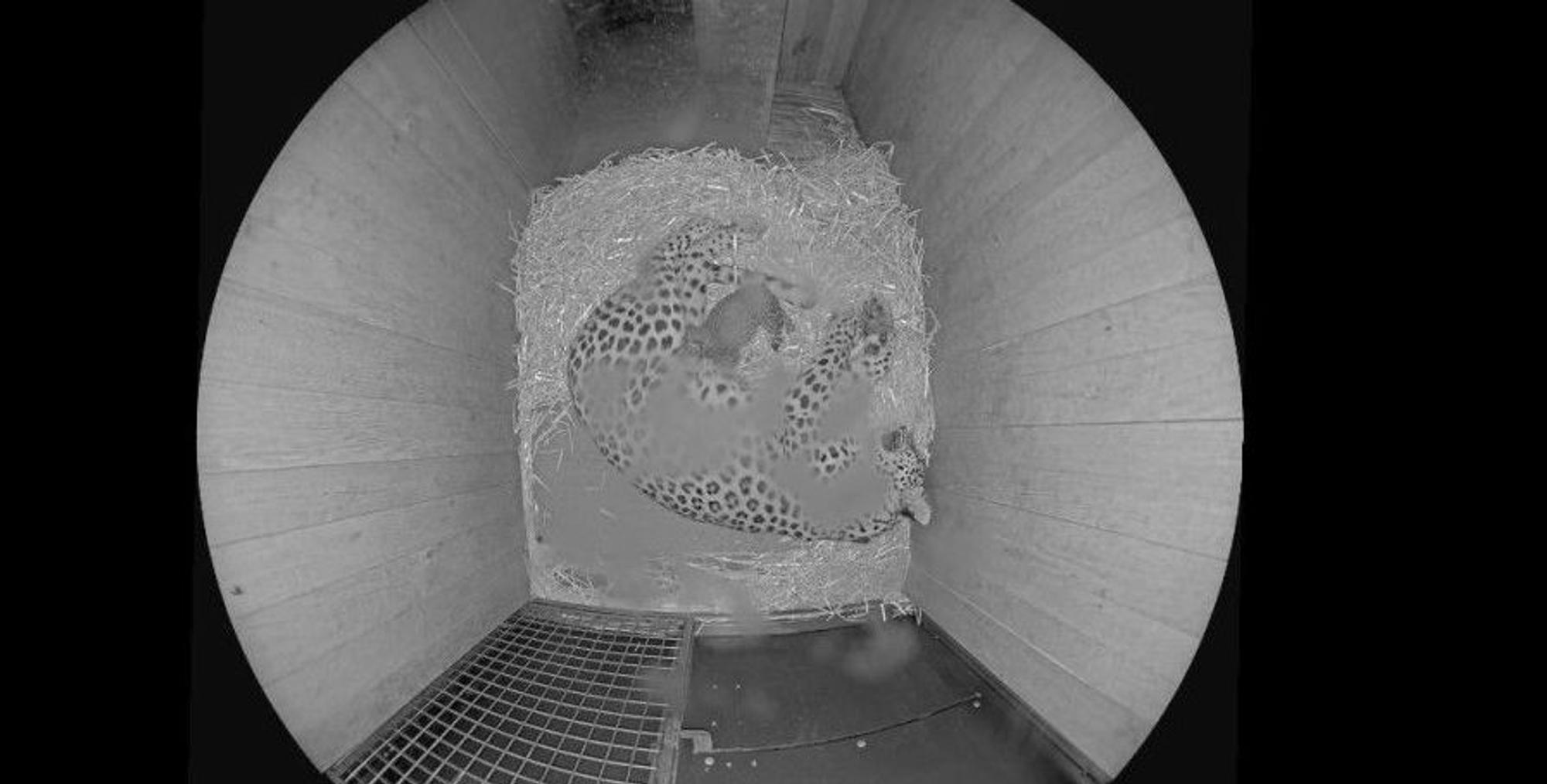 Jungtier bei den Persischen Leoparden im Kölner Zoo geboren