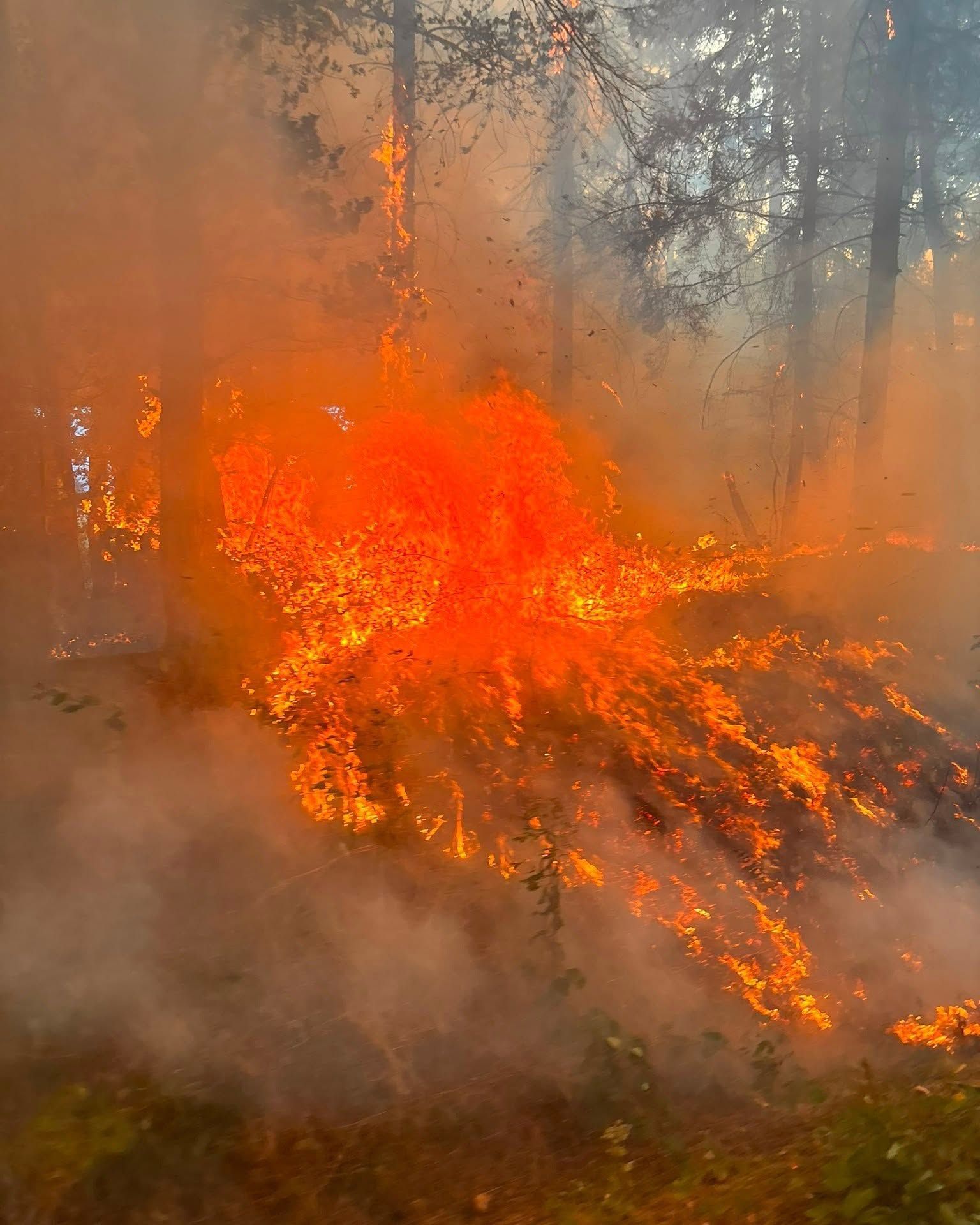 Waldbrand nahe der Ortschaft Wielspütz (bei Mechernich) am 30. August 2026.