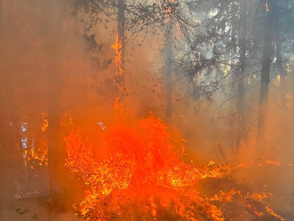 Waldbrand nahe der Ortschaft Wielspütz (bei Mechernich) am 30. August 2026.