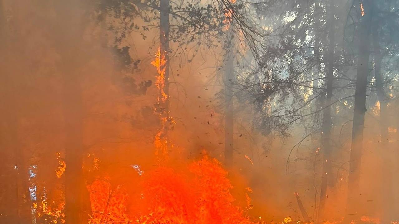 Waldbrand nahe der Ortschaft Wielspütz (bei Mechernich) am 30. August 2026.