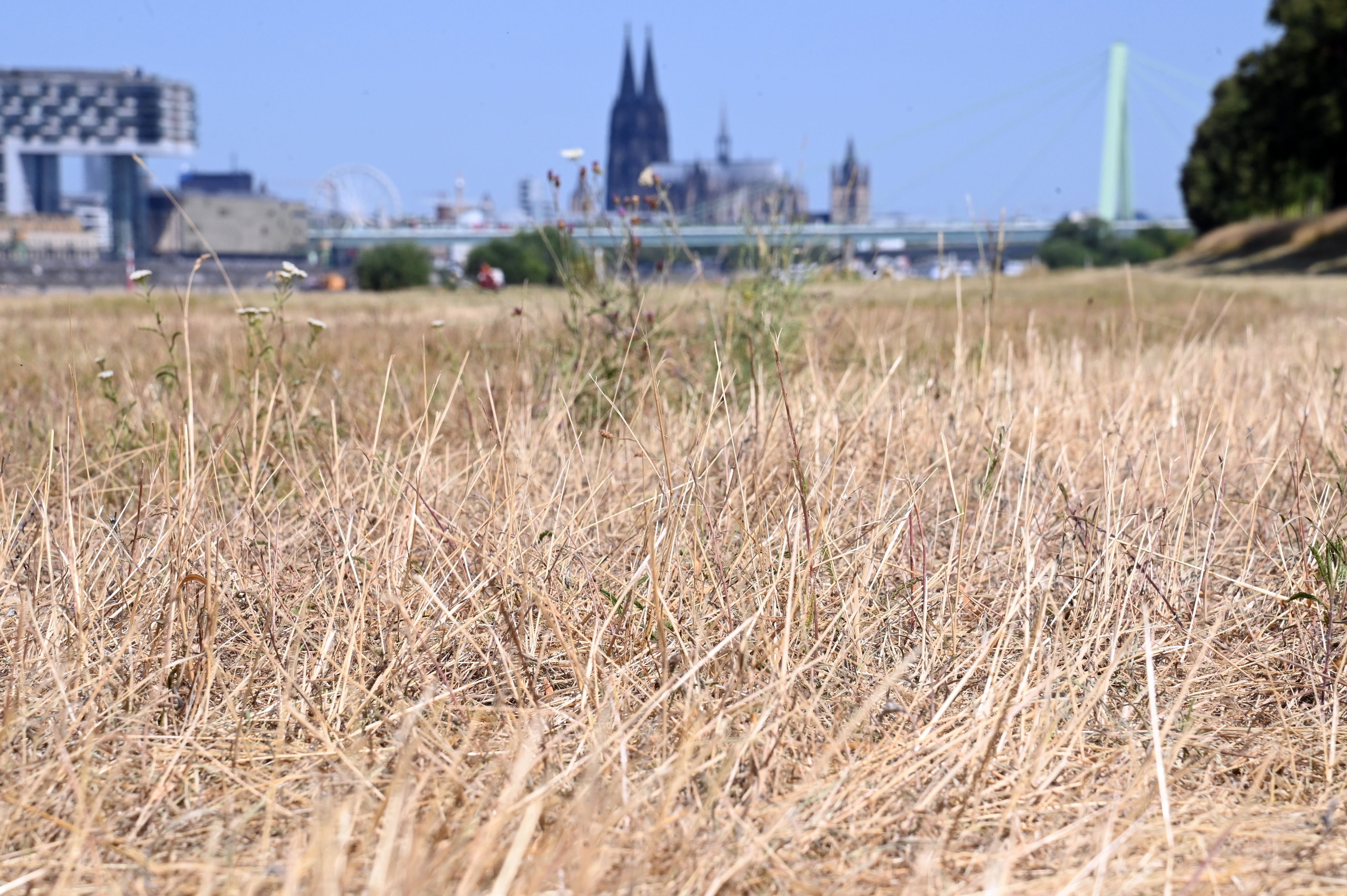 14.07.2026 Köln. Wetter. Sommer 2026. Die andauernde Trockenheit der letzten Wochen und die Hitze der letzten Tage zeigen sich in den Kölner Grünflächen. Vielerorts sind trockene, gelbe Stellen zu sehen. Poller Wiesen. Foto: Alexander Schwaiger