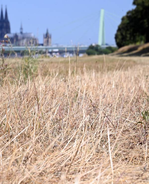 14.07.2026 Köln. Wetter. Sommer 2026. Die andauernde Trockenheit der letzten Wochen und die Hitze der letzten Tage zeigen sich in den Kölner Grünflächen. Vielerorts sind trockene, gelbe Stellen zu sehen. Poller Wiesen. Foto: Alexander Schwaiger