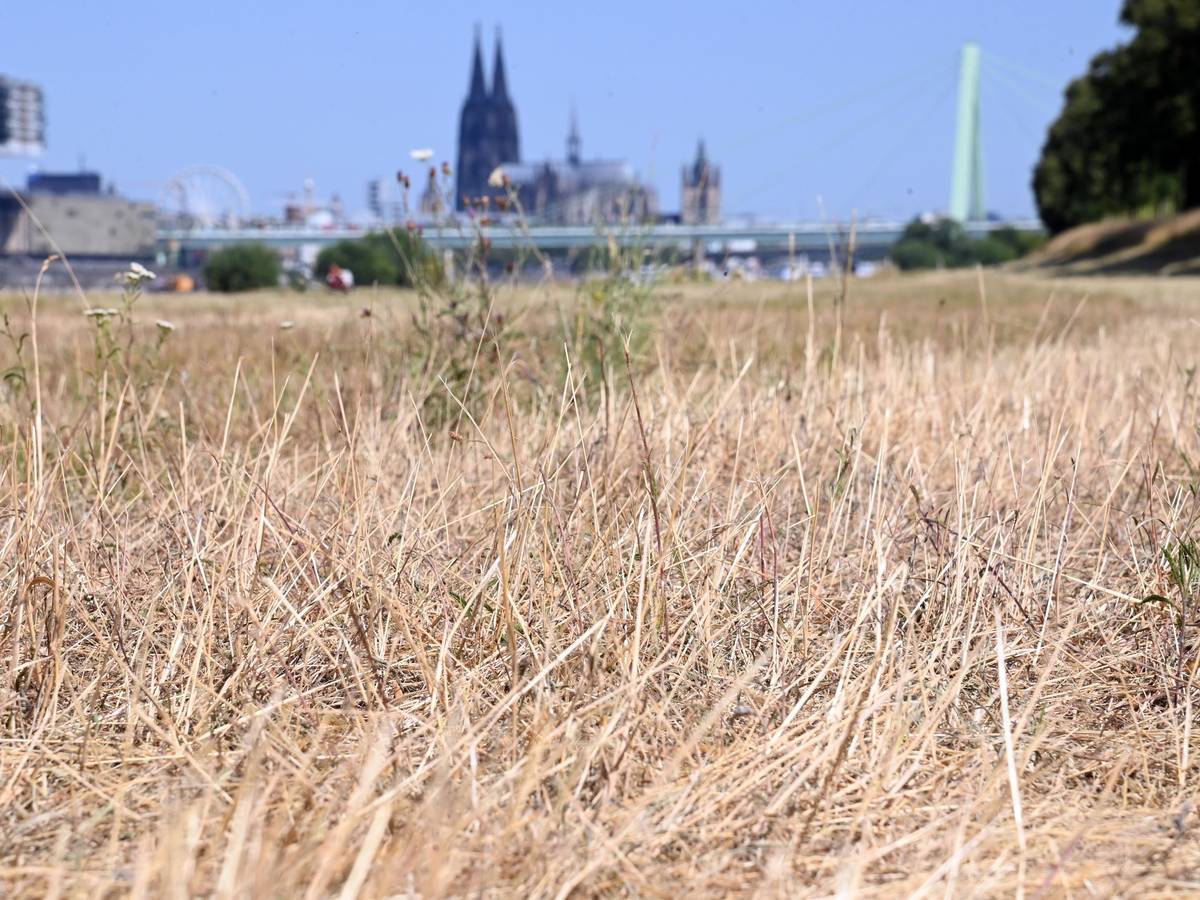 14.07.2026 Köln. Wetter. Sommer 2026. Die andauernde Trockenheit der letzten Wochen und die Hitze der letzten Tage zeigen sich in den Kölner Grünflächen. Vielerorts sind trockene, gelbe Stellen zu sehen. Poller Wiesen. Foto: Alexander Schwaiger