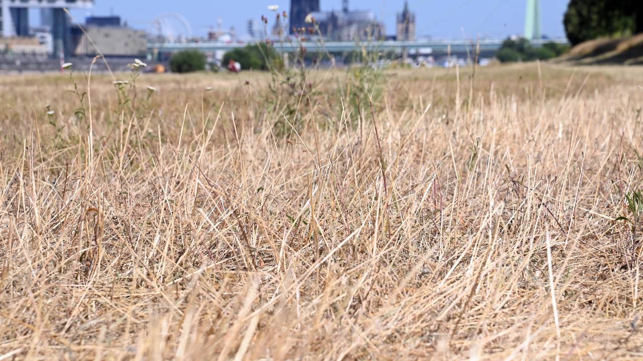 14.07.2026 Köln. Wetter. Sommer 2026. Die andauernde Trockenheit der letzten Wochen und die Hitze der letzten Tage zeigen sich in den Kölner Grünflächen. Vielerorts sind trockene, gelbe Stellen zu sehen. Poller Wiesen. Foto: Alexander Schwaiger