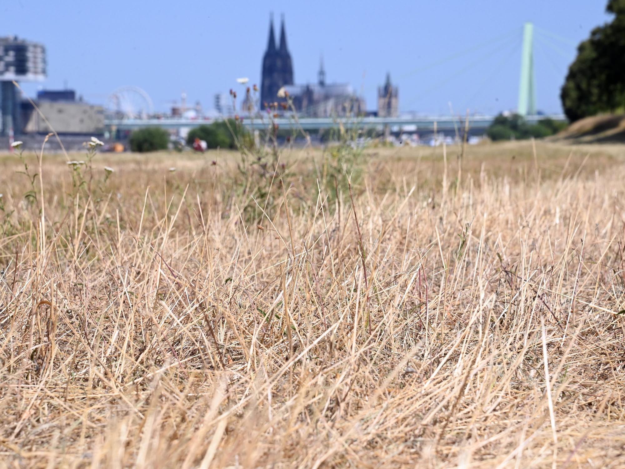 14.07.2026 Köln. Wetter. Sommer 2026. Die andauernde Trockenheit der letzten Wochen und die Hitze der letzten Tage zeigen sich in den Kölner Grünflächen. Vielerorts sind trockene, gelbe Stellen zu sehen. Poller Wiesen. Foto: Alexander Schwaiger