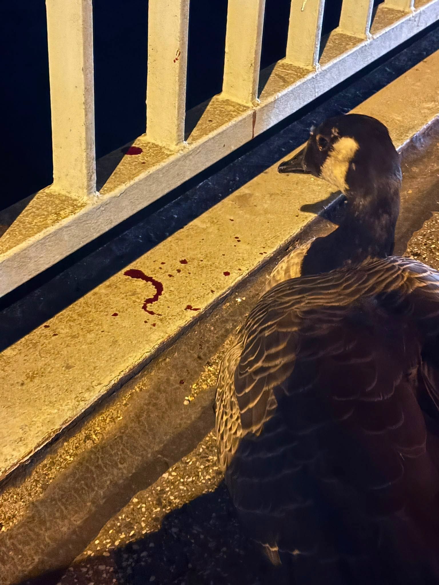 Eine Gans sitzt an einem Brückengeländer, auf dem sich Blut befindet.