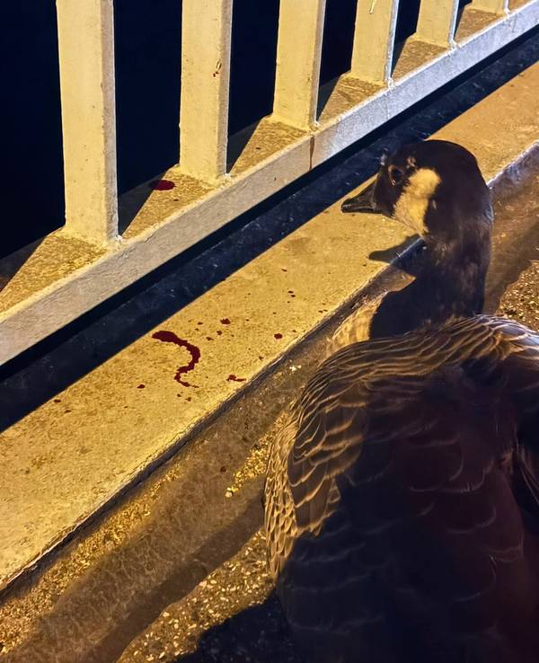 Eine Gans sitzt an einem Brückengeländer, auf dem sich Blut befindet.