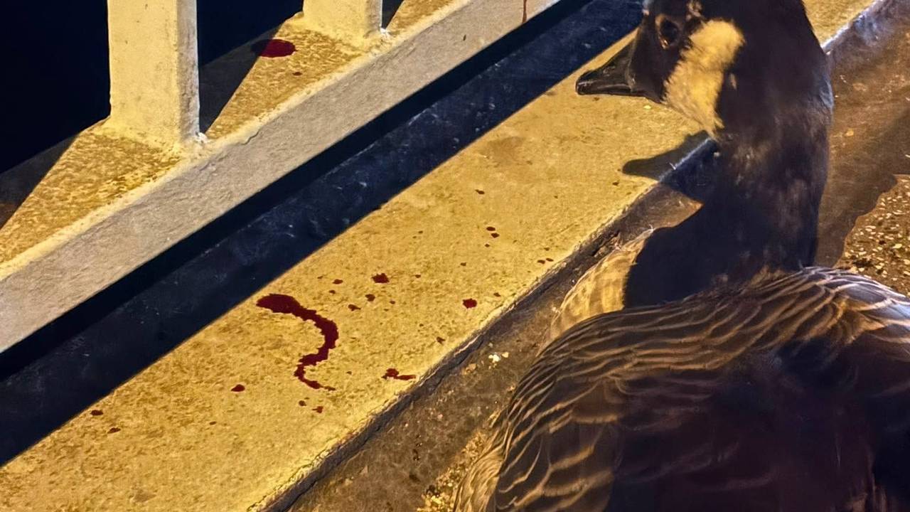Eine Gans sitzt an einem Brückengeländer, auf dem sich Blut befindet.