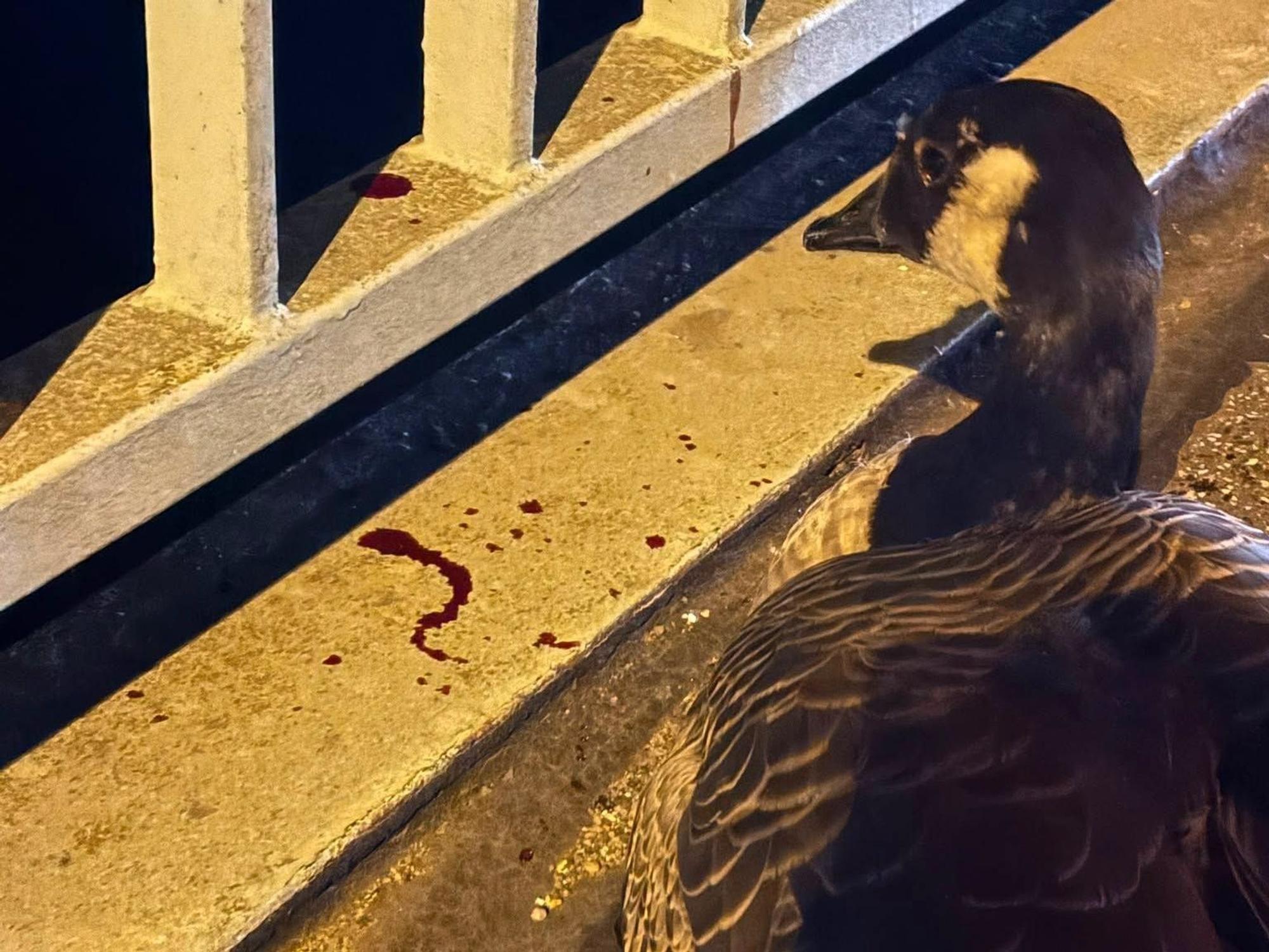 Eine Gans sitzt an einem Brückengeländer, auf dem sich Blut befindet.