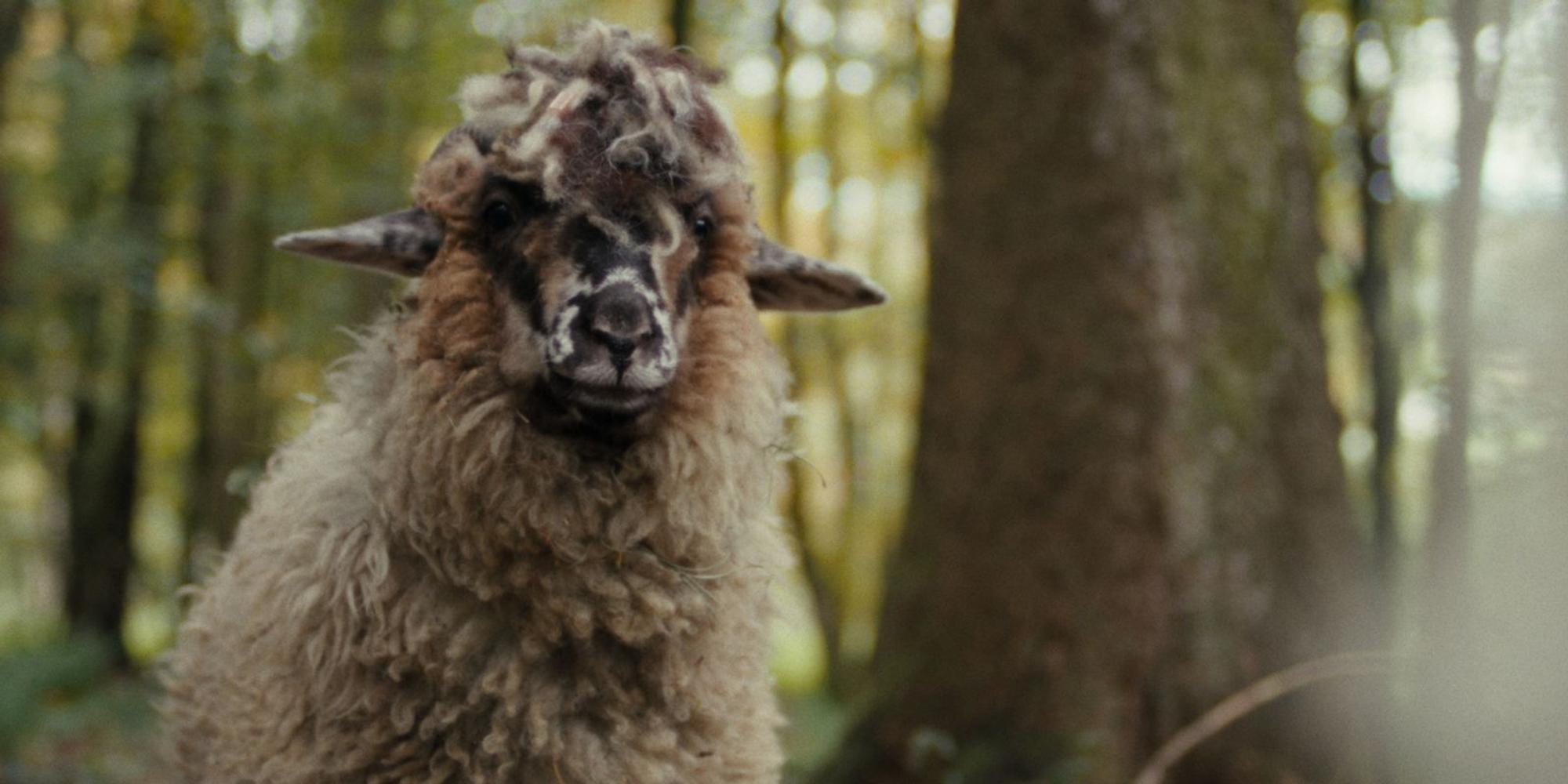 Auf Schaf Joleen (Jella Haase) trifft Schaf Oliver im Wald. Die fremde Schafsdame verhält sich durchaus anders als die von Oliver gewohnten Herdentiere. (Bild: ZDF und Patrick Wally)