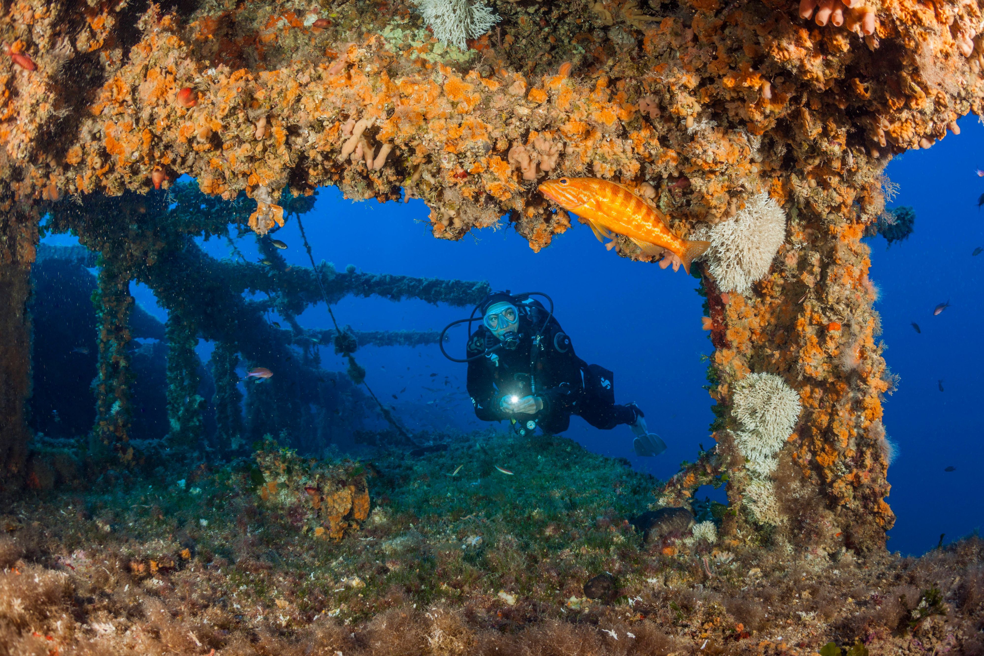 Taucher im Schiffswrack mit Fischen.