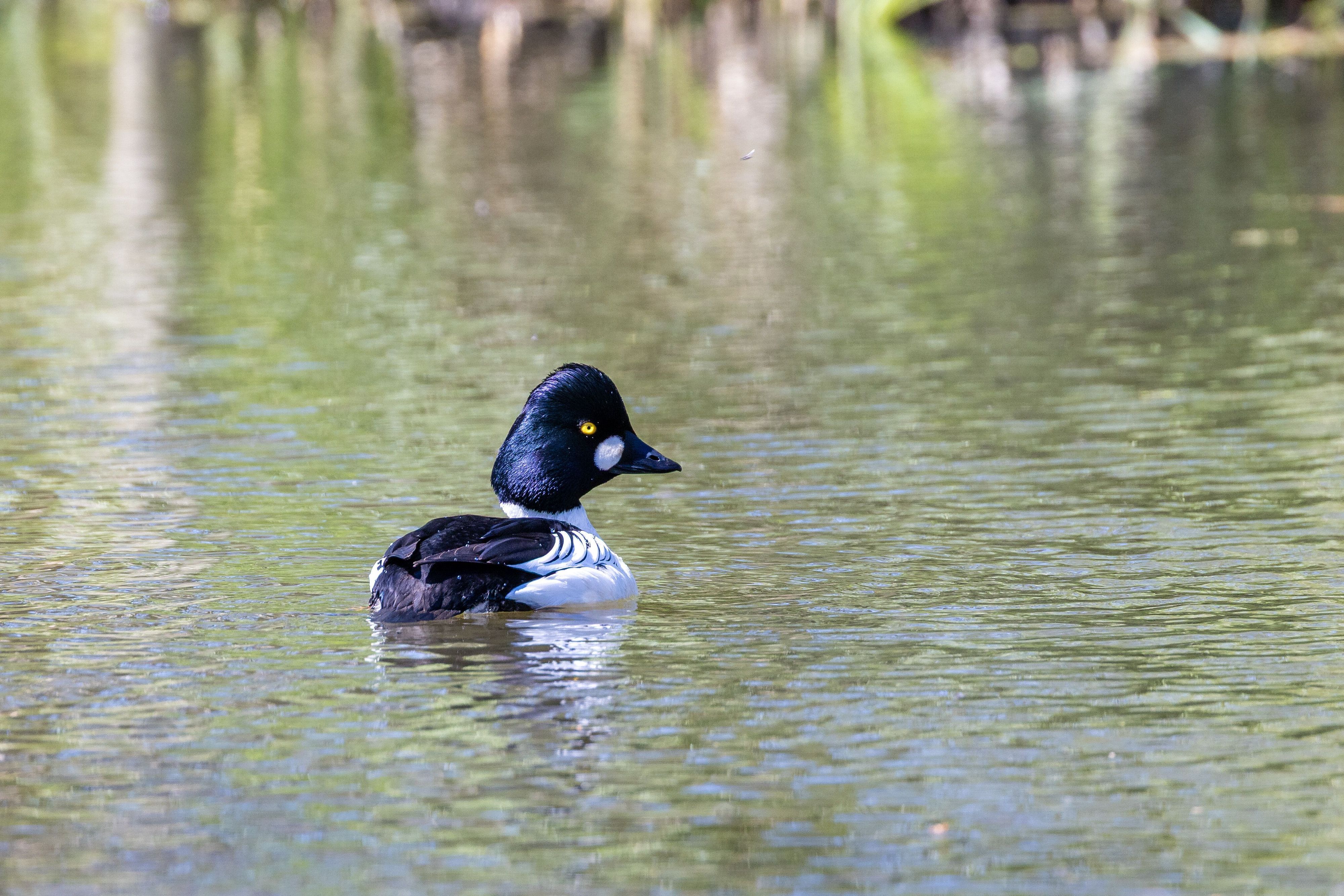 Eine Schellente schwimmt bei sommerlichen Temperaturen im Fluss Spree.