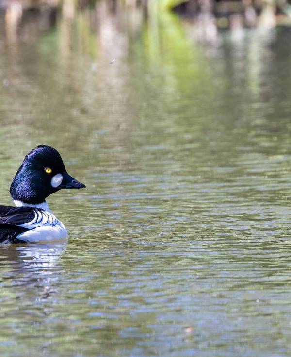 Eine Schellente schwimmt bei sommerlichen Temperaturen im Fluss Spree.