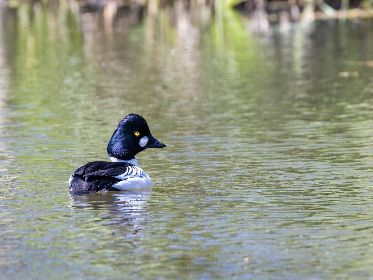 Eine Schellente schwimmt bei sommerlichen Temperaturen im Fluss Spree.