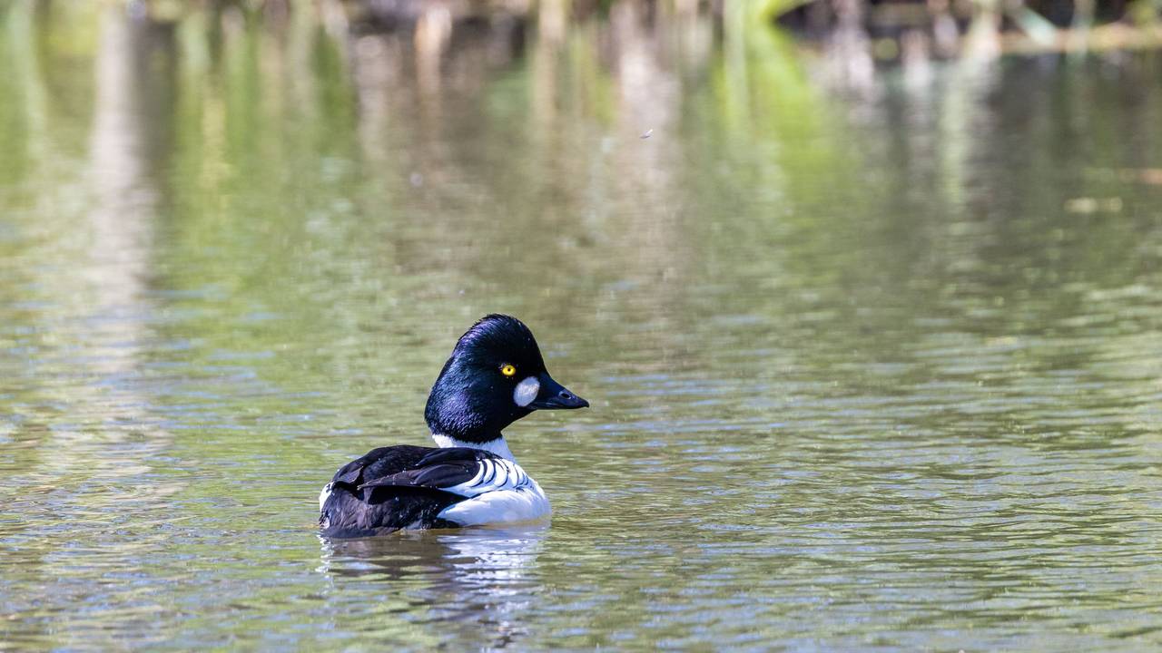 Eine Schellente schwimmt bei sommerlichen Temperaturen im Fluss Spree.