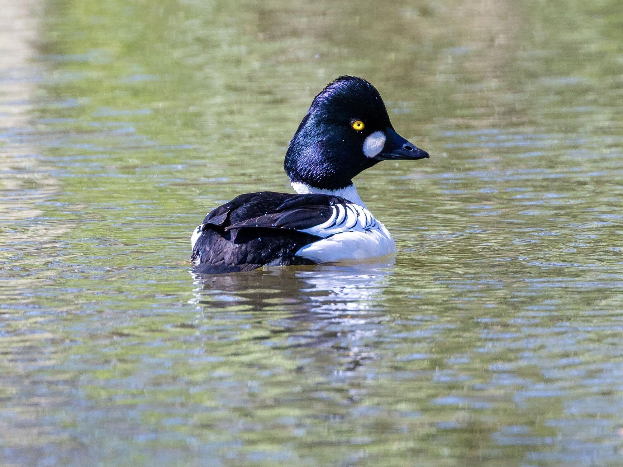 Eine Schellente schwimmt bei sommerlichen Temperaturen im Fluss Spree.