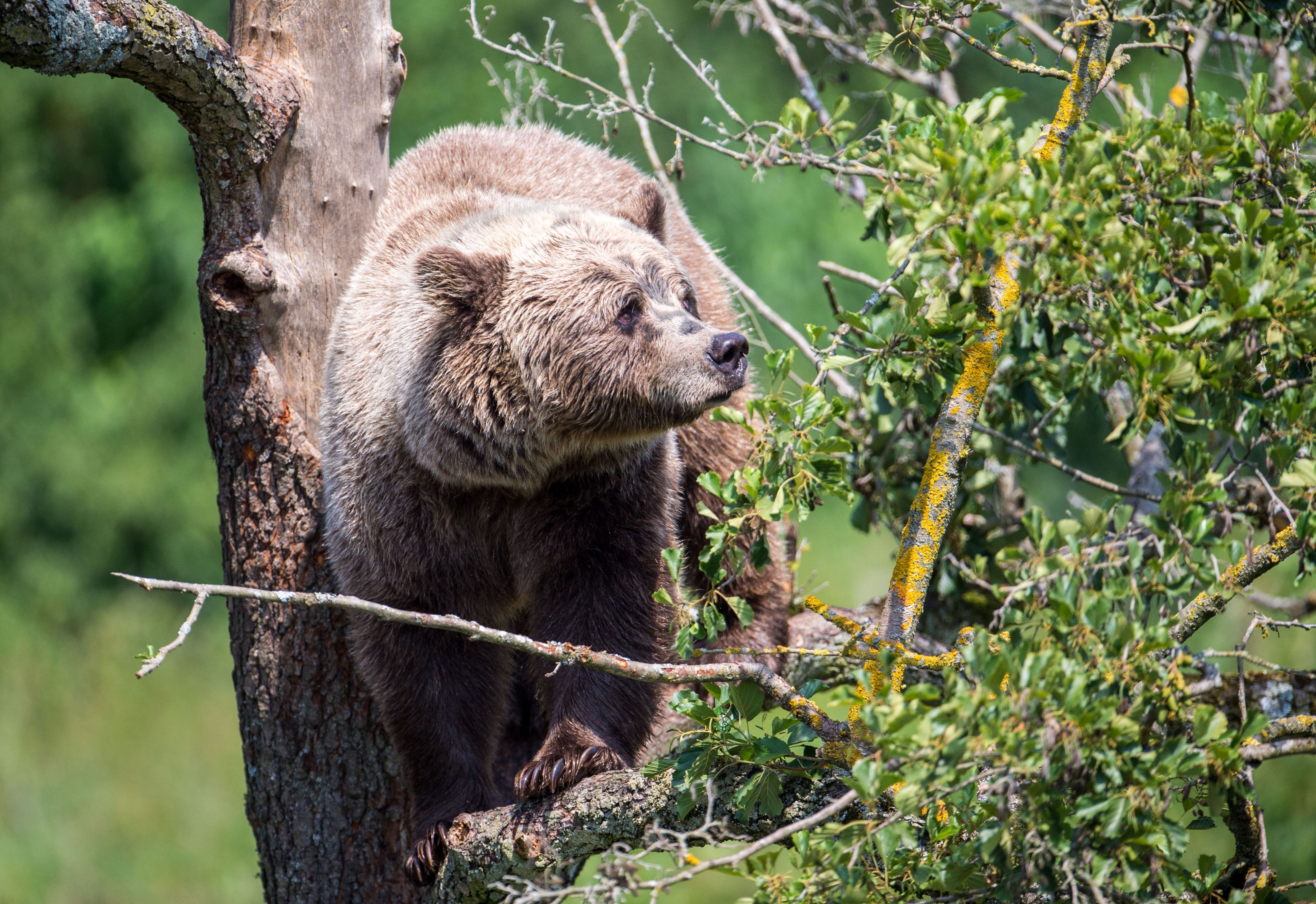 Ein Braunbär klettert im Gehege im Wildpark Poing auf einem Baum.