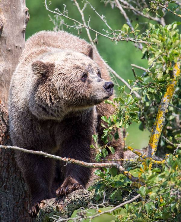 Ein Braunbär klettert im Gehege im Wildpark Poing auf einem Baum.