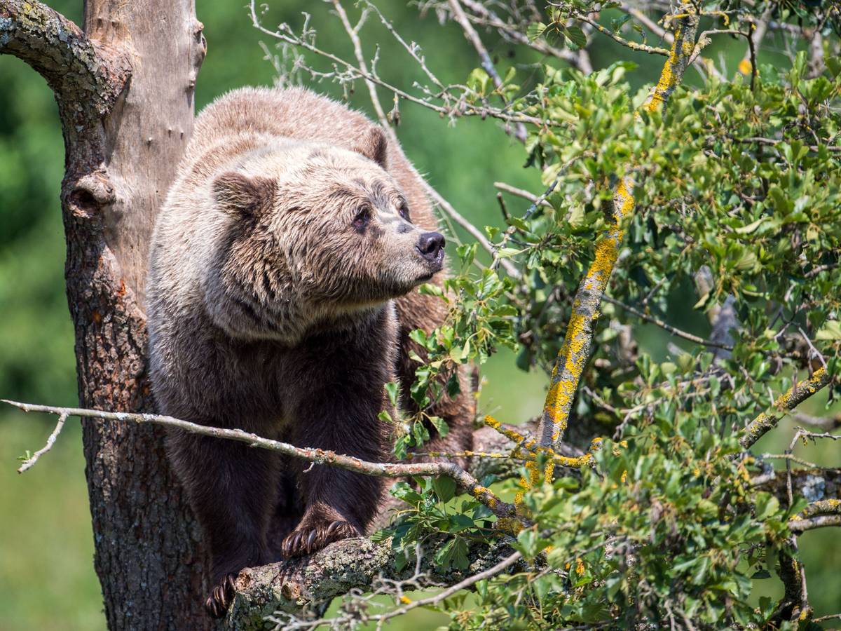 Ein Braunbär klettert im Gehege im Wildpark Poing auf einem Baum.