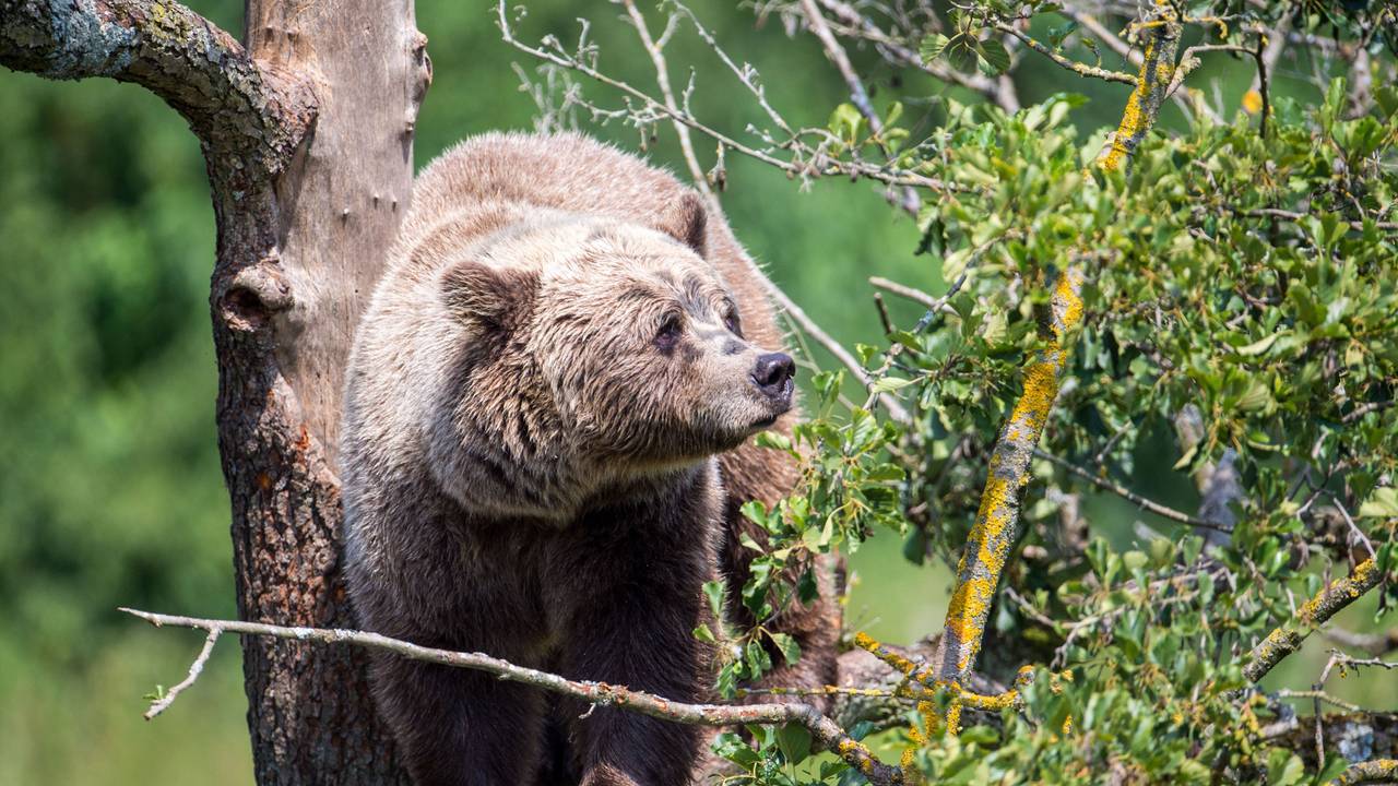Ein Braunbär klettert im Gehege im Wildpark Poing auf einem Baum.