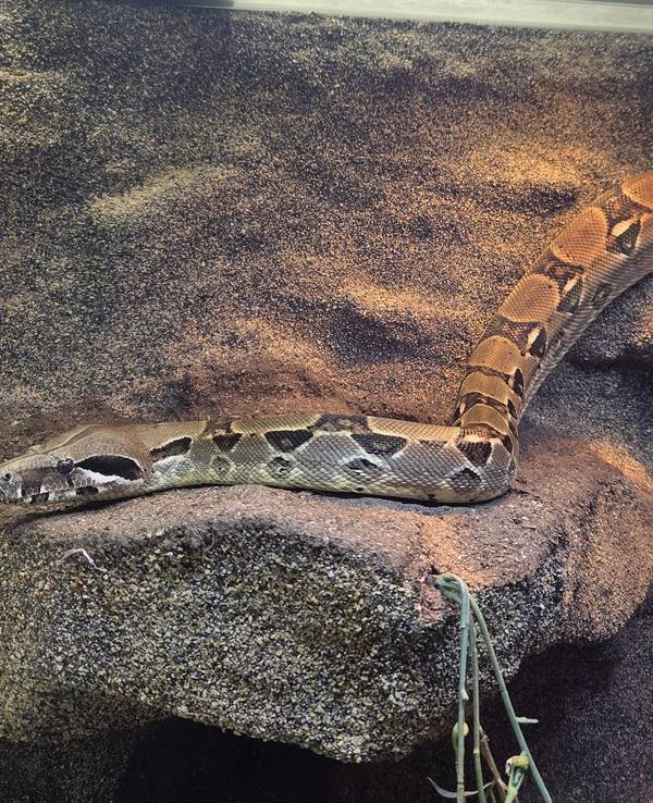 Würgeschlange im Krefelder Garten entdeckt