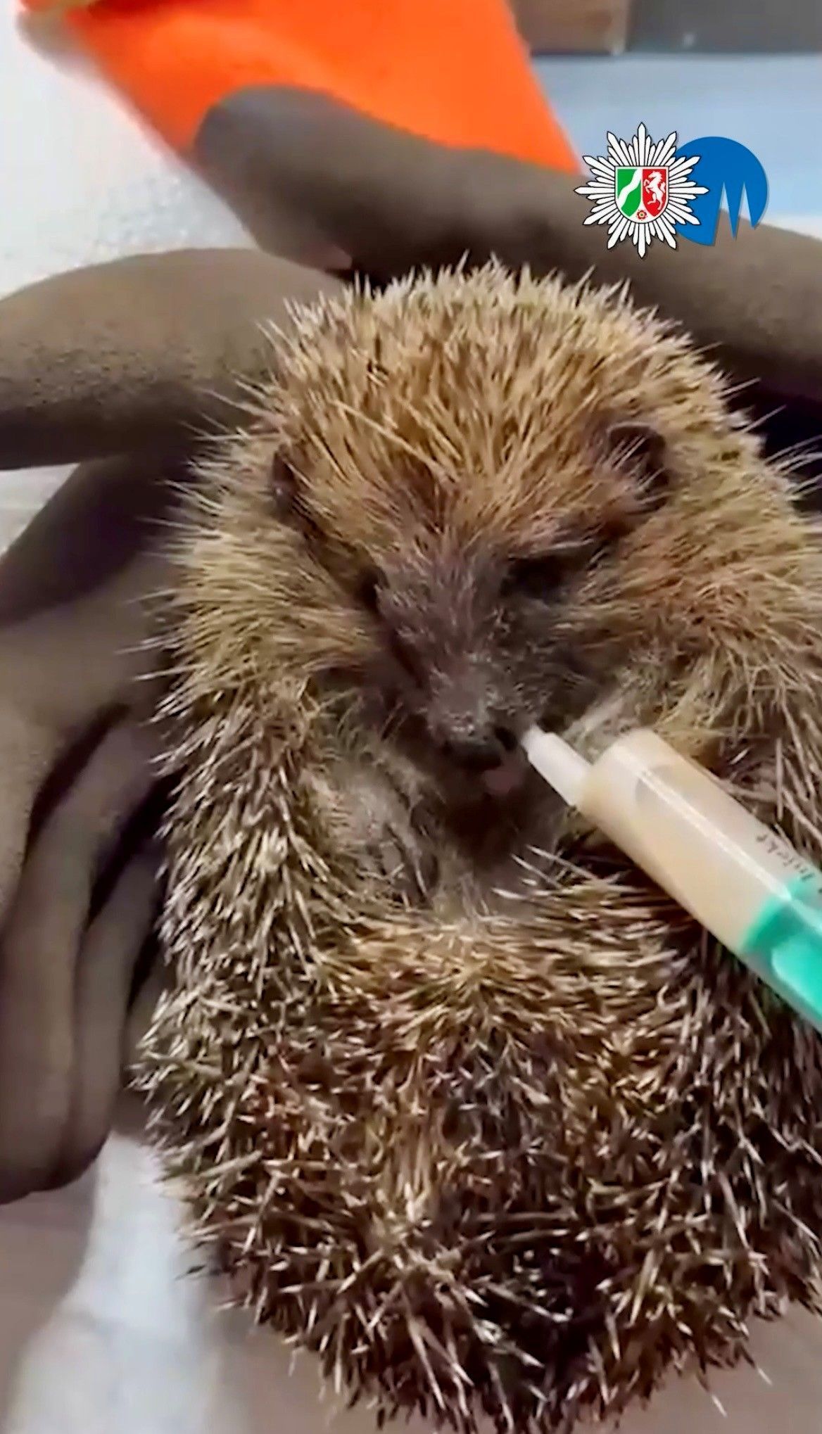 Ein Igel wird mit einer Spritze gefüttert.