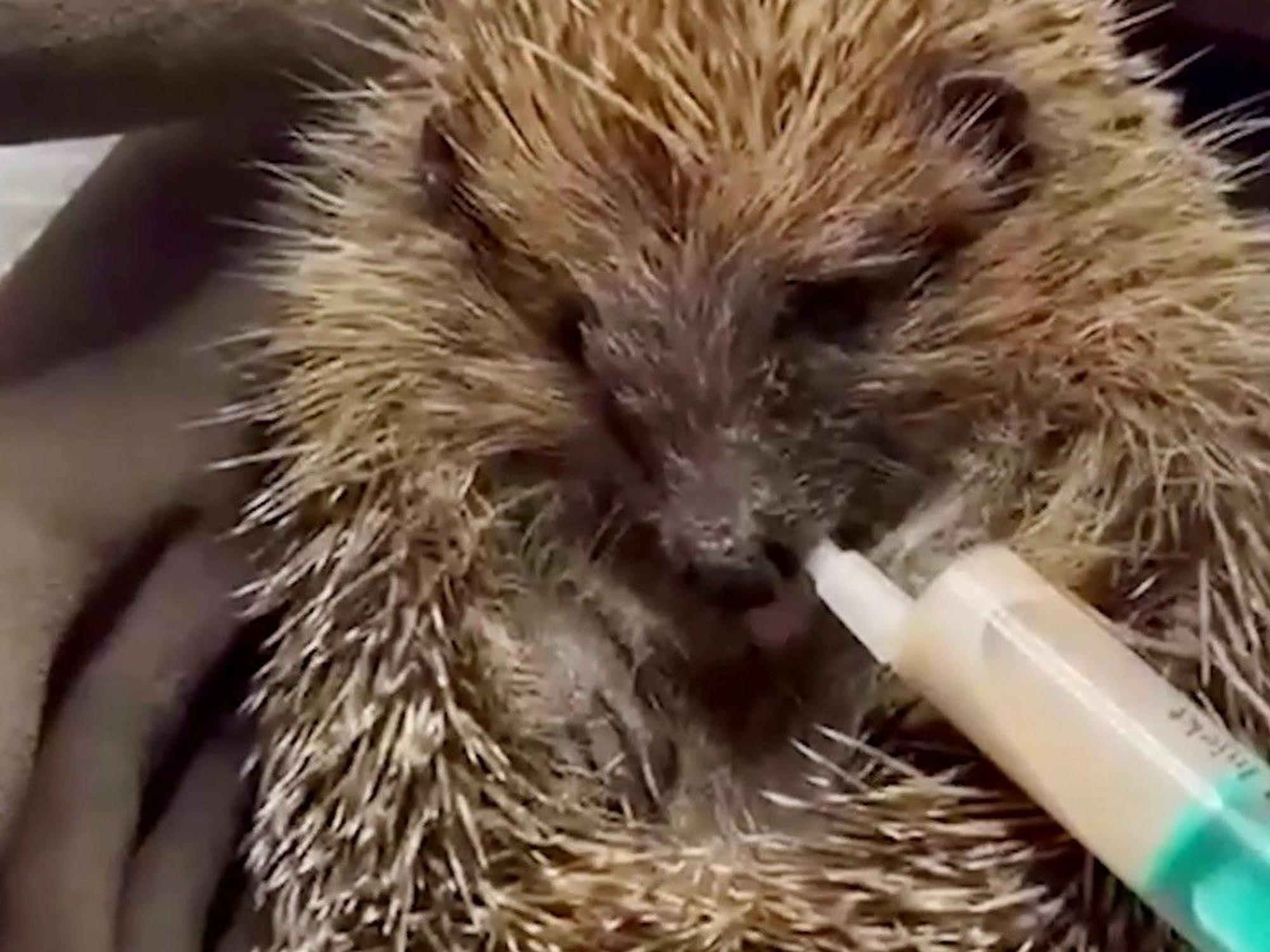 Ein Igel wird mit einer Spritze gefüttert.