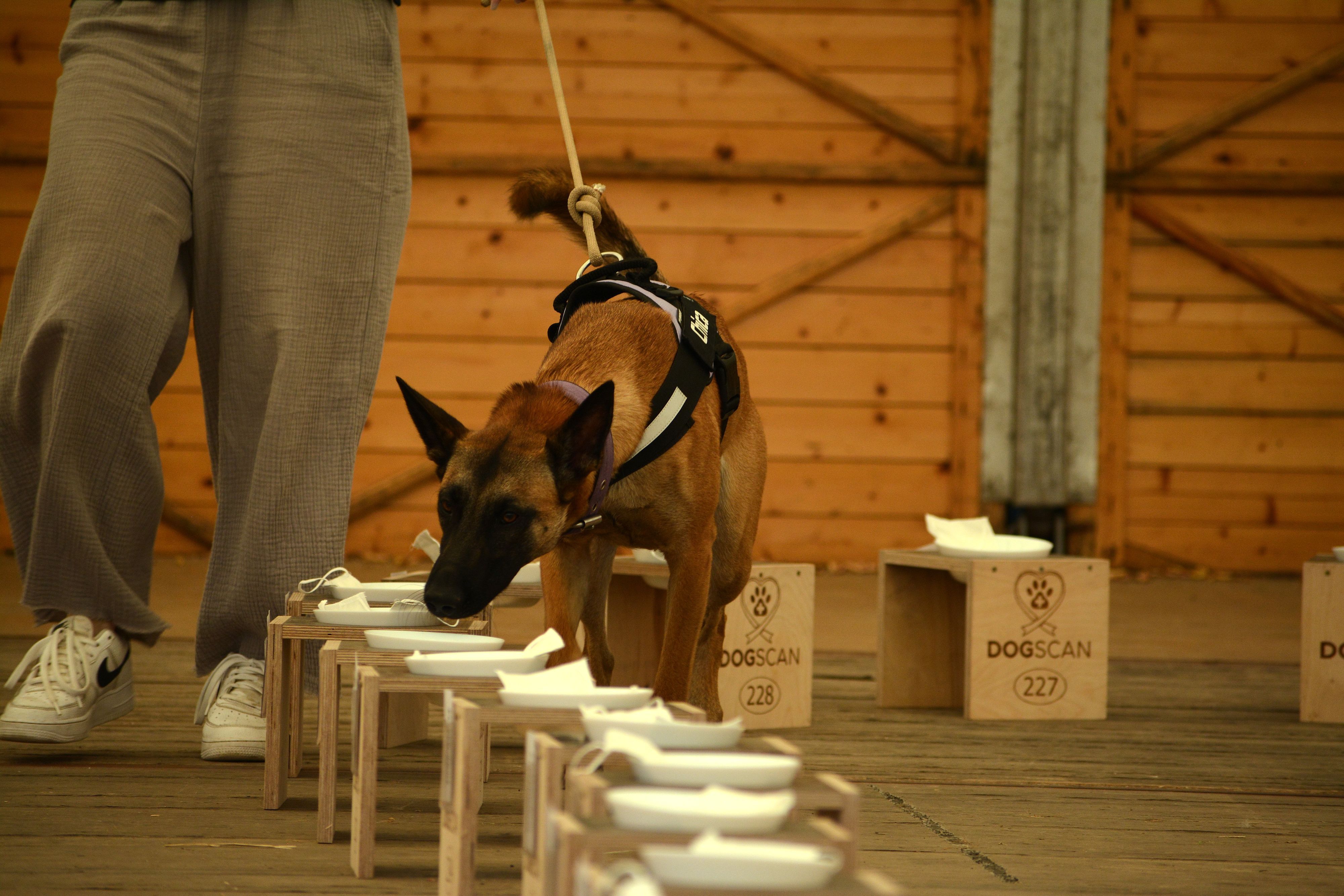 Ein Belgischer Schäferhund schnüffelt an Masken, die auf Hockern liegen.