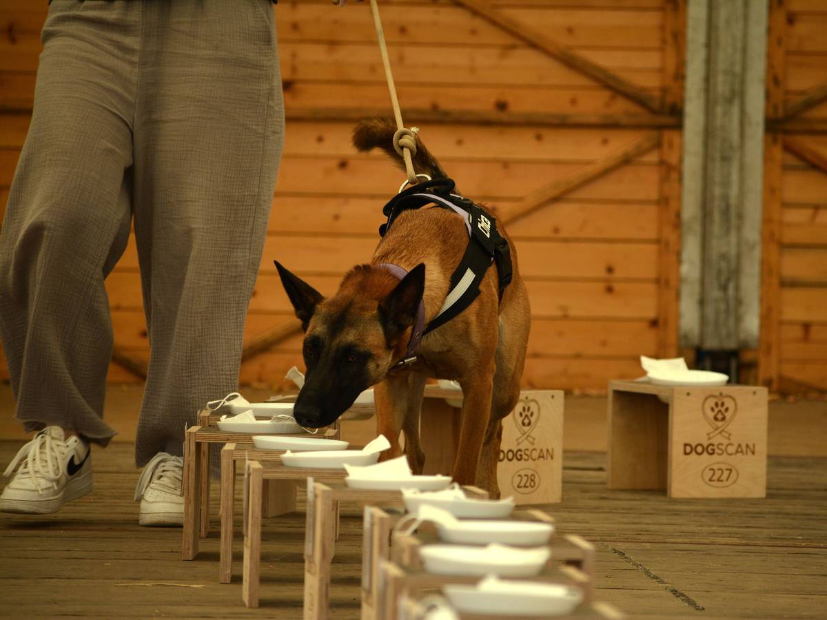 Ein Belgischer Schäferhund schnüffelt an Masken, die auf Hockern liegen.