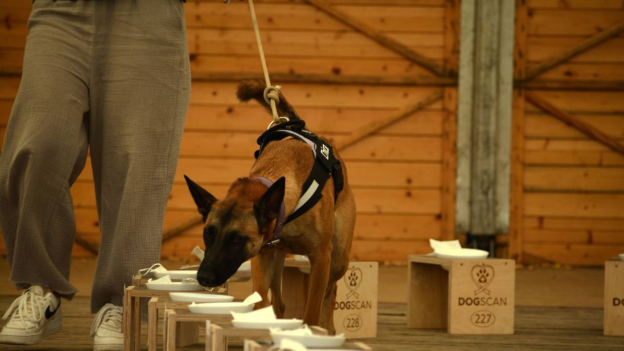 Ein Belgischer Schäferhund schnüffelt an Masken, die auf Hockern liegen.