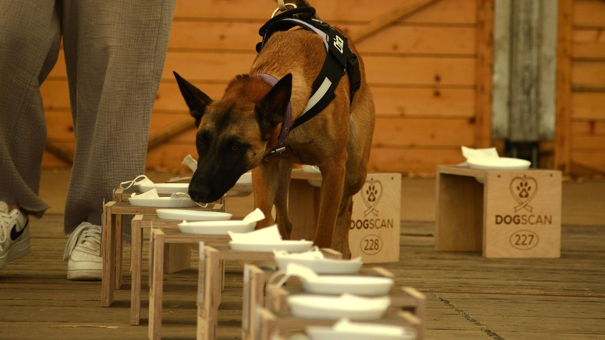Ein Belgischer Schäferhund schnüffelt an Masken, die auf Hockern liegen.