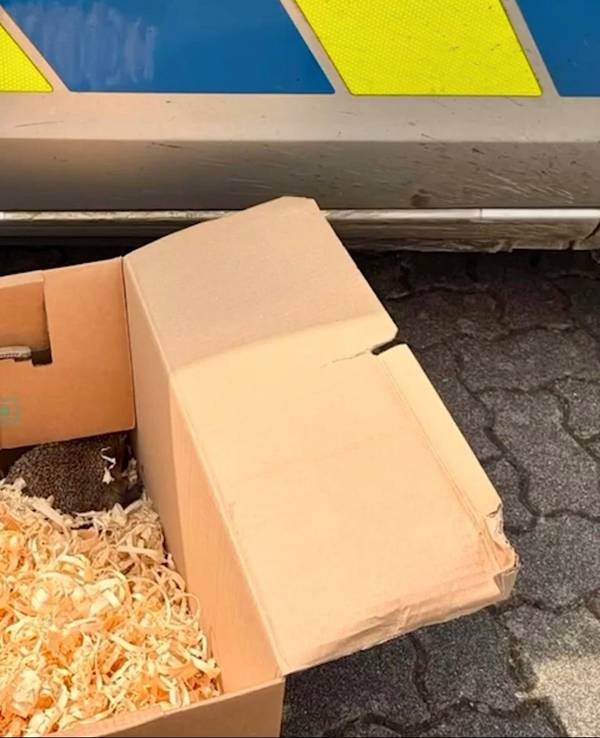 Ein Igel sitzt in der Ecke eines Kartons.