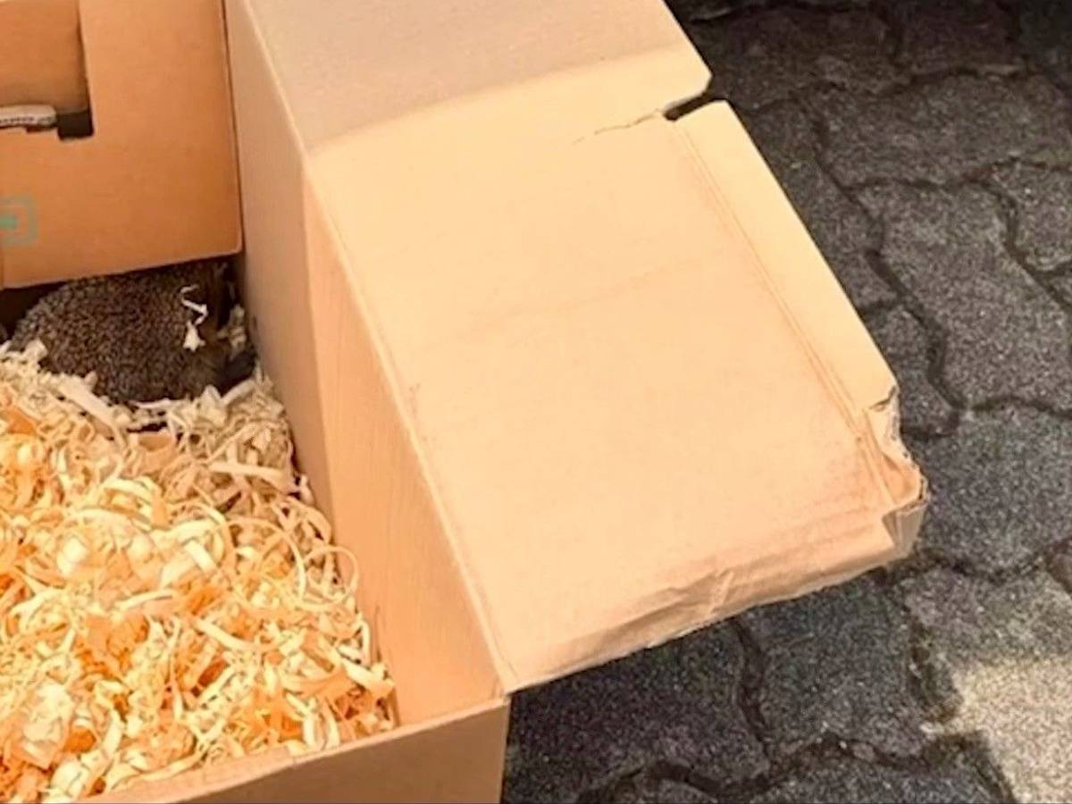 Ein Igel sitzt in der Ecke eines Kartons.