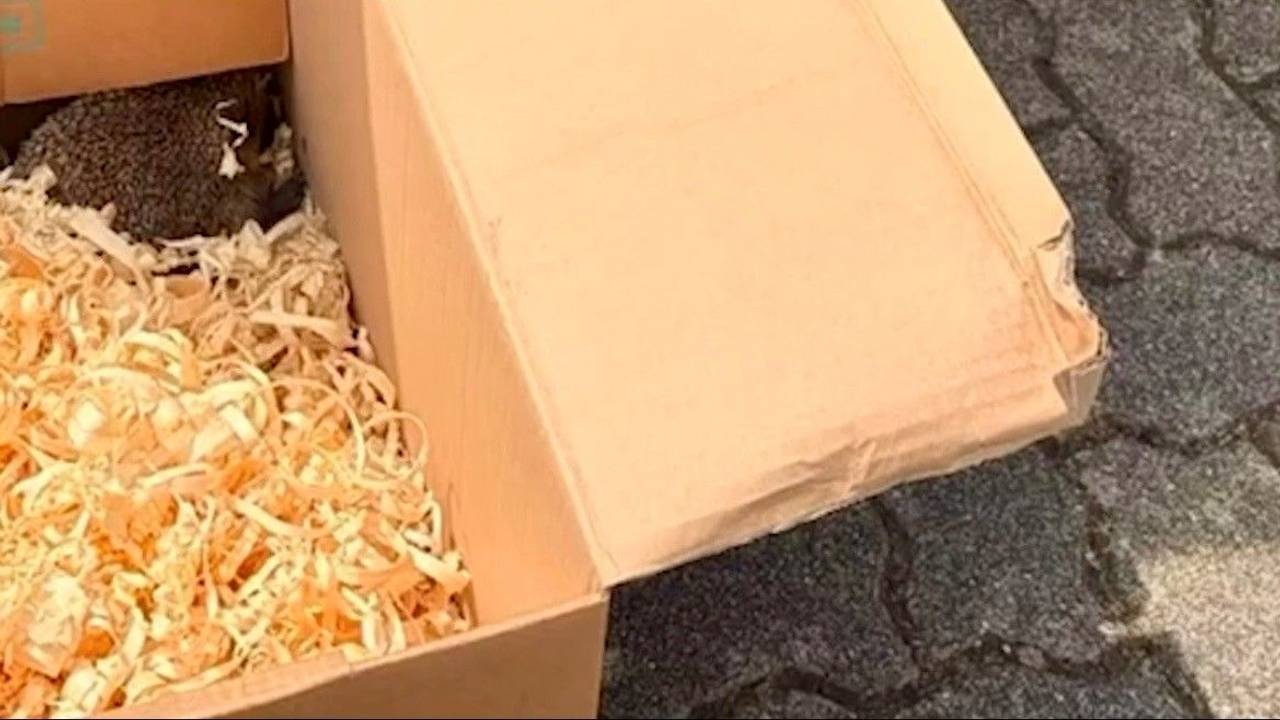 Ein Igel sitzt in der Ecke eines Kartons.