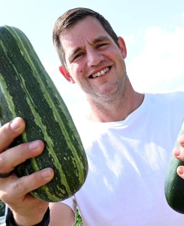 Hobbygärtner erntet Zucchini für Spenden an Tafeln