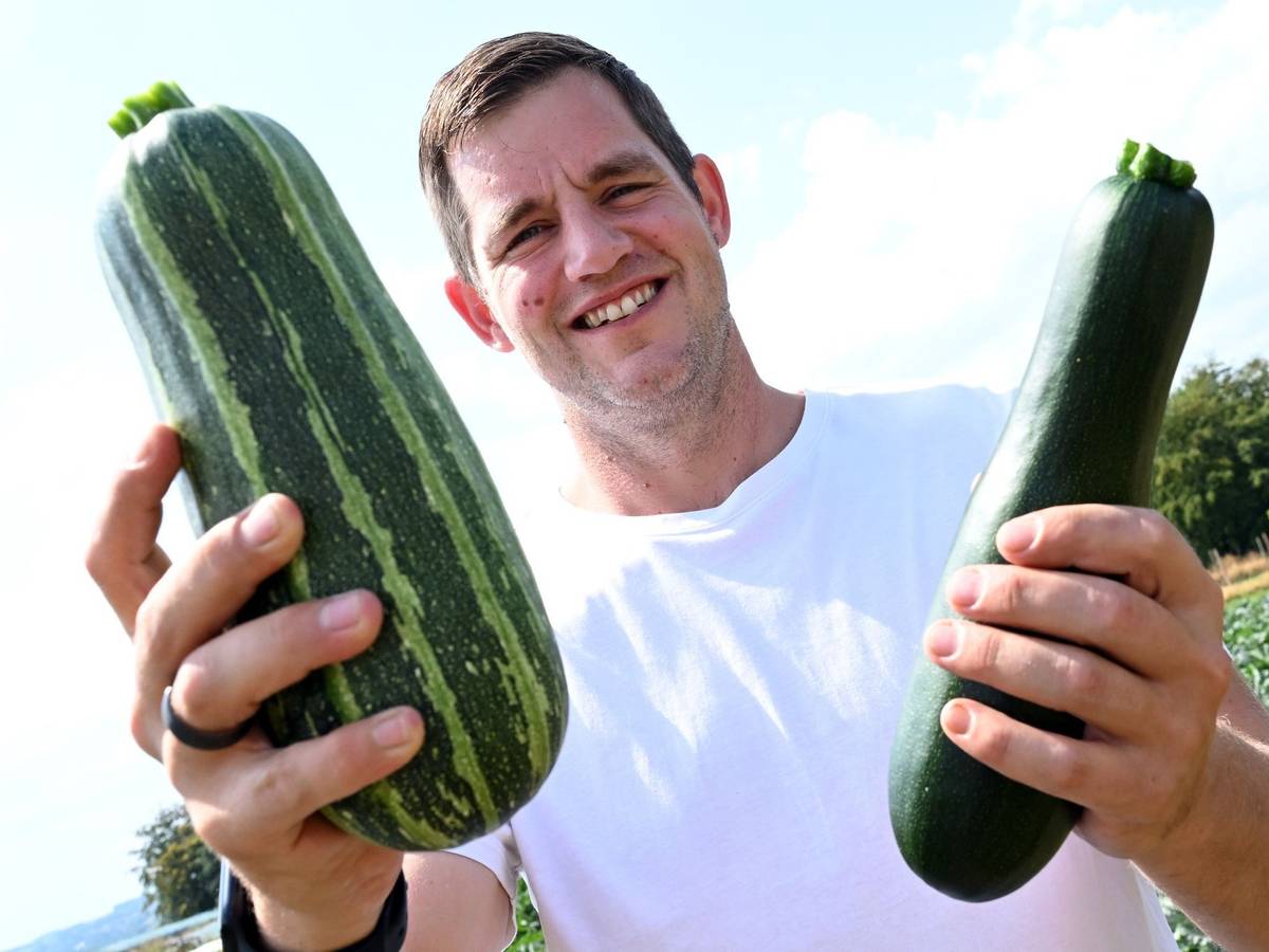Hobbygärtner erntet Zucchini für Spenden an Tafeln