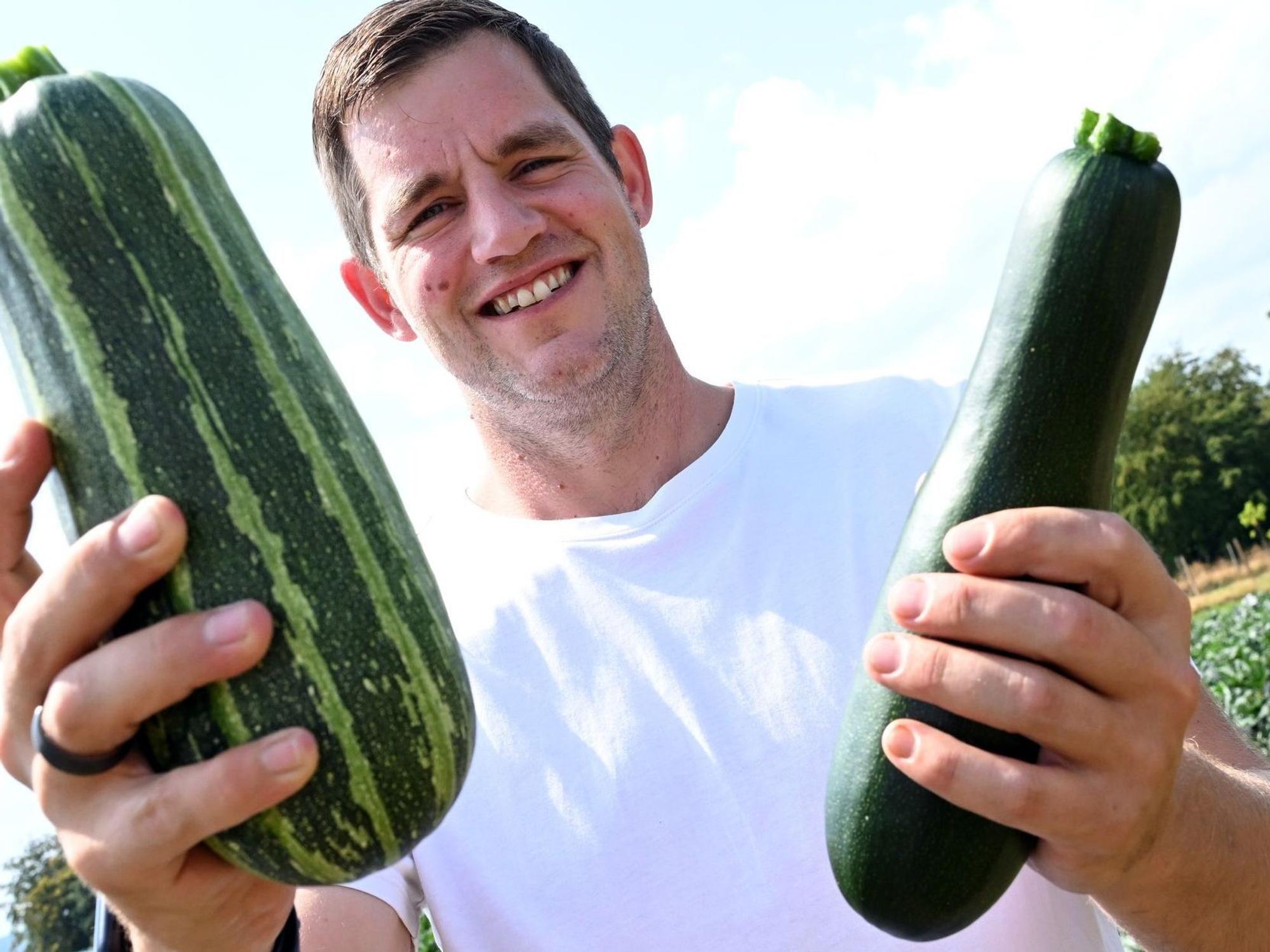 Hobbygärtner erntet Zucchini für Spenden an Tafeln