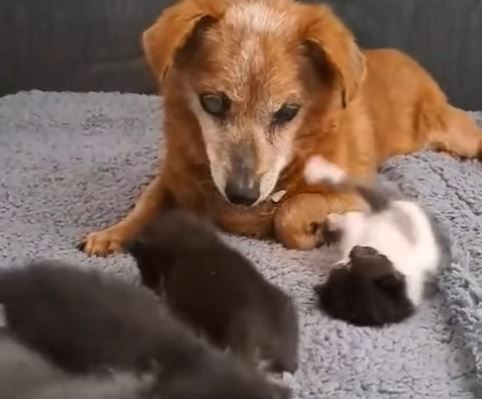 Hundesenior „Tommy“ wird mit 19 Jahren zum Betreuer für Katzenwelpen.